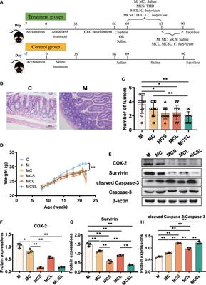 Combination of thalidomide and Clostridium butyricum relieves chemotherapy-induced nausea and vomiting via gut microbiota and vagus nerve activity modulation